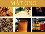 Nhận biết mật ong nguyên chất